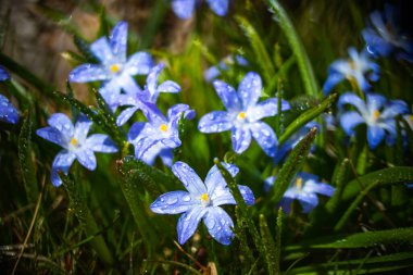 Güneşli bir günde çiçek açan mavi scilla luciliae çiçeklerine yakın çekim. İlk bahar soğanlı bitkileri. Bokeh efektli seçici odak.