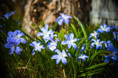 Güneşli bir günde çiçek açan mavi scilla luciliae çiçeklerine yakın çekim. İlk bahar soğanlı bitkileri. Bokeh efektli seçici odak.