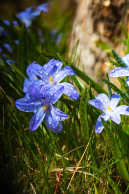 Güneşli bir günde çiçek açan mavi scilla luciliae çiçeklerine yakın çekim. İlk bahar soğanlı bitkileri. Bokeh efektli seçici odak.