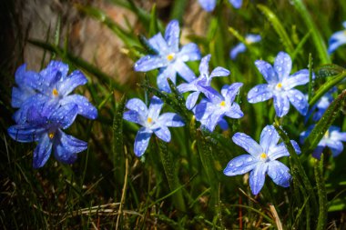 Güneşli bir günde çiçek açan mavi scilla luciliae çiçeklerine yakın çekim. İlk bahar soğanlı bitkileri. Bokeh efektli seçici odak.