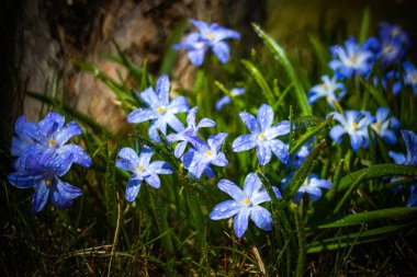 Güneşli bir günde çiçek açan mavi scilla luciliae çiçeklerine yakın çekim. İlk bahar soğanlı bitkileri. Bokeh efektli seçici odak.