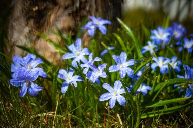 Güneşli bir günde çiçek açan mavi scilla luciliae çiçeklerine yakın çekim. İlk bahar soğanlı bitkileri. Bokeh efektli seçici odak.