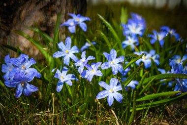 Güneşli bir günde çiçek açan mavi scilla luciliae çiçeklerine yakın çekim. İlk bahar soğanlı bitkileri. Bokeh efektli seçici odak.