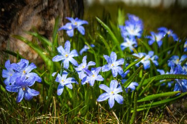 Güneşli bir günde çiçek açan mavi scilla luciliae çiçeklerine yakın çekim. İlk bahar soğanlı bitkileri. Bokeh efektli seçici odak.