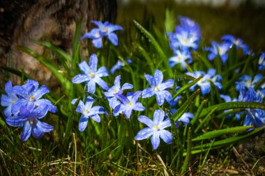 Güneşli bir günde çiçek açan mavi scilla luciliae çiçeklerine yakın çekim. İlk bahar soğanlı bitkileri. Bokeh efektli seçici odak.