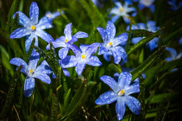 Primer Plano Floración Azul Scilla Luciliae Flores Con Gotas Lluvia — Foto de Stock