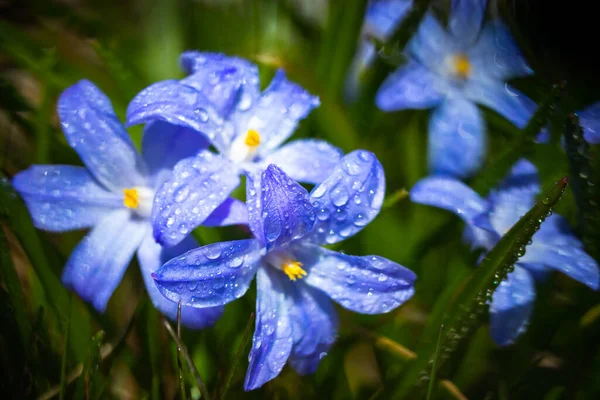 Close Van Bloeiende Blauwe Scilla Luciliae Bloemen Met Regendruppels Zonnige — Stockfoto