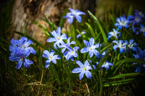 Primer Plano Floración Azul Scilla Luciliae Flores Con Gotas Lluvia:  fotografía de stock © ElenaNoeva #367107646 | Depositphotos