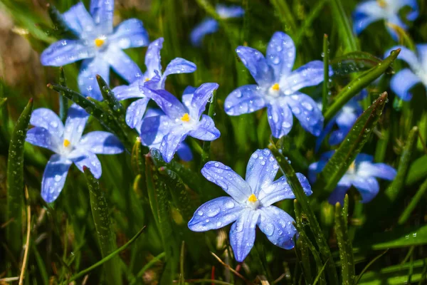 Primer Plano Floración Azul Scilla Luciliae Flores Con Gotas Lluvia — Foto de Stock