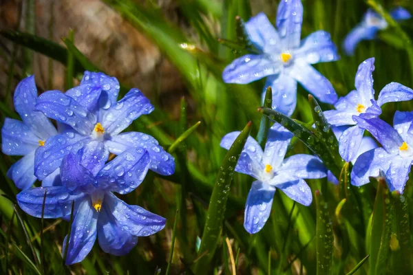 在阳光明媚的日子里 开着花的兰花和雨滴构成的遮阳布 初春球茎植物 具有Bokeh效应的选择性重点 — 图库照片