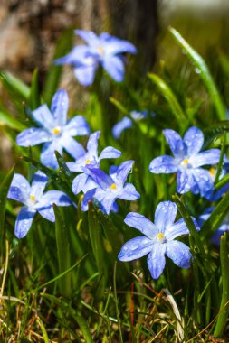Güneşli bir günde çiçek açan mavi scilla luciliae çiçeklerine yakın çekim. İlk bahar soğanlı bitkileri. Bokeh efektli seçici odak.