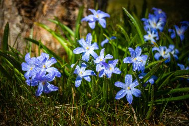 Güneşli bir günde çiçek açan mavi scilla luciliae çiçeklerine yakın çekim. İlk bahar soğanlı bitkileri. Bokeh efektli seçici odak.