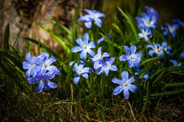 Güneşli bir günde çiçek açan mavi scilla luciliae çiçeklerine yakın çekim. İlk bahar soğanlı bitkileri. Bokeh efektli seçici odak.
