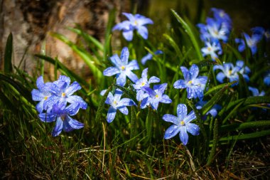 Güneşli bir günde çiçek açan mavi scilla luciliae çiçeklerine yakın çekim. İlk bahar soğanlı bitkileri. Bokeh efektli seçici odak.