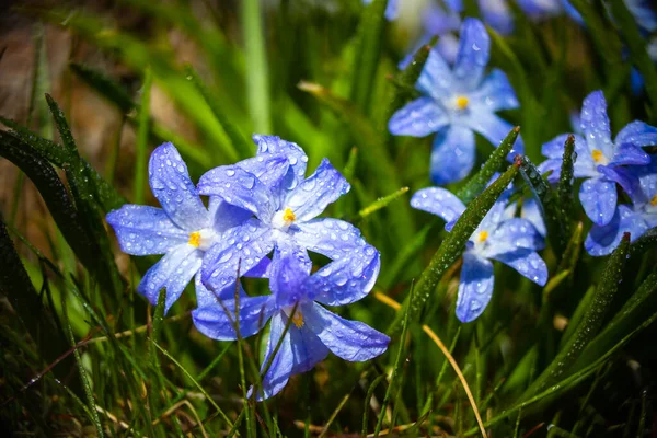 晴れた日に雨が降ると青いシラのルチリアの花を咲かせます 最初の春の球根植物 ボケ効果のある選択的フォーカス — ストック写真