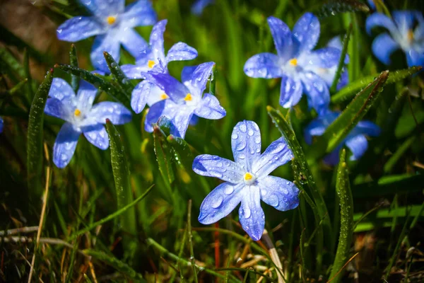 Крупный План Цветущих Голубых Цветков Циллы Люцилий Капельками Дождя Солнечный — стоковое фото
