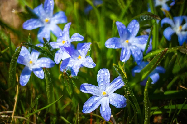 Primer Plano Floración Azul Scilla Luciliae Flores Con Gotas Lluvia — Foto de Stock