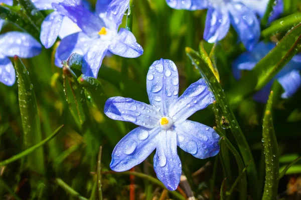 Close Flores Florescendo Azul Scilla Luciliae Com Gotas Chuva Dia — Fotografia de Stock