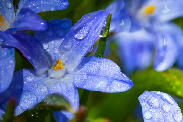 Close Flores Florescendo Azul Scilla Luciliae Com Gotas Chuva Dia — Fotografia de Stock