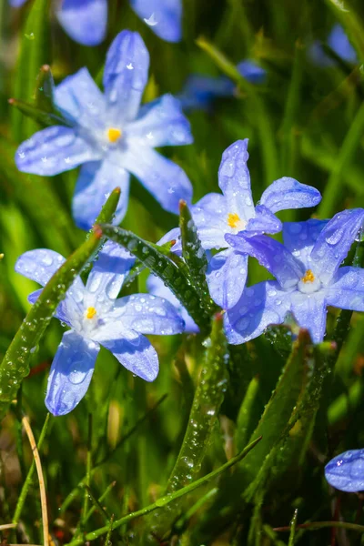 Close Flores Florescendo Azul Scilla Luciliae Com Gotas Chuva Dia — Fotografia de Stock
