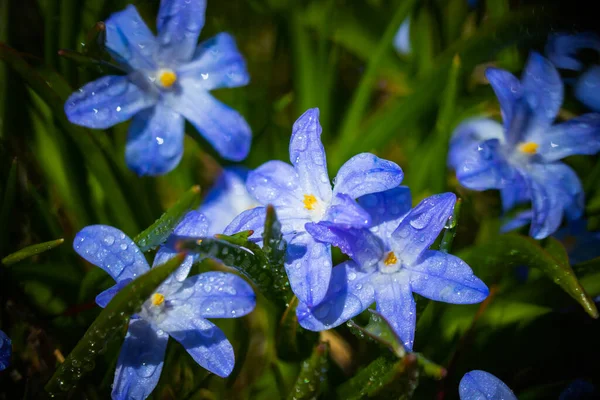 Closeup Blooming Blue Scilla Luciliae Flowers Raindrops Sunny Day First — Stock Photo, Image