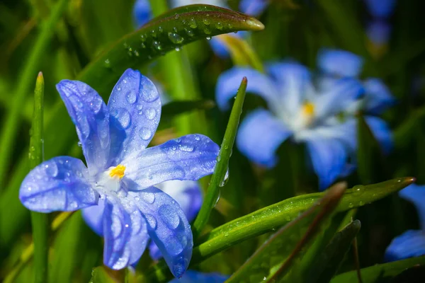 Zbliżenie Kwitnących Niebieskich Kwiatów Scilla Luciliae Kroplami Deszczu Słoneczny Dzień — Zdjęcie stockowe