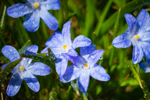 Close Van Bloeiende Blauwe Scilla Luciliae Bloemen Met Regendruppels Zonnige — Stockfoto