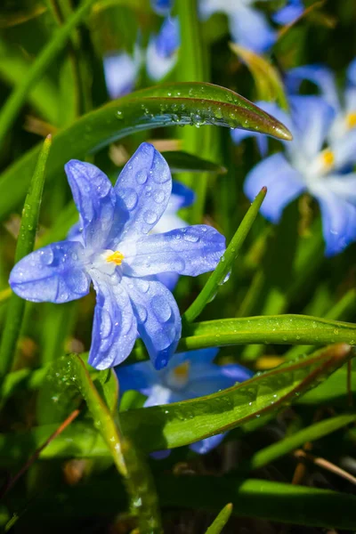 Κοντινό Πλάνο Των Ανθισμένων Μπλε Λουλουδιών Της Scilla Luciliae Σταγόνες — Φωτογραφία Αρχείου