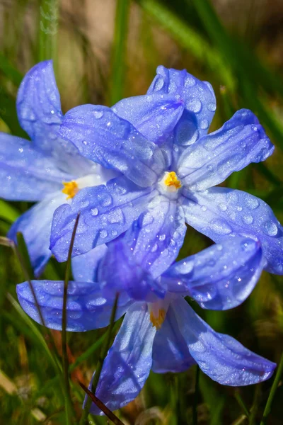 Close Flores Florescendo Azul Scilla Luciliae Com Gotas Chuva Dia — Fotografia de Stock