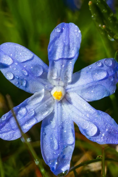 晴れた日に雨が降ると青いシラのルチリアの花を咲かせます 最初の春の球根植物 ボケ効果のある選択的フォーカス — ストック写真