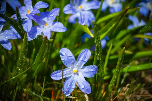 Zbliżenie Kwitnących Niebieskich Kwiatów Scilla Luciliae Kroplami Deszczu Słoneczny Dzień — Zdjęcie stockowe