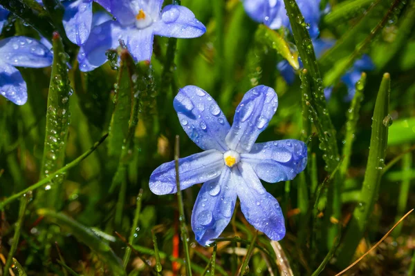 Close Flores Florescendo Azul Scilla Luciliae Com Gotas Chuva Dia — Fotografia de Stock