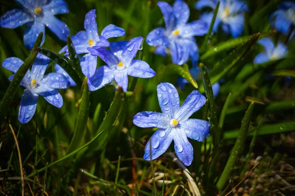 Closeup Blooming Blue Scilla Luciliae Flowers Raindrops Sunny Day First Stock Picture