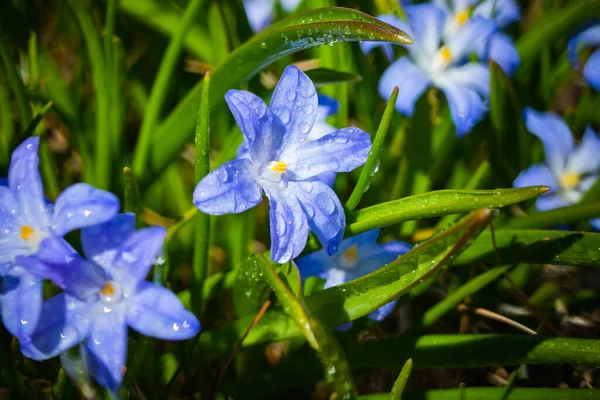 Closeup Blooming Blue Scilla Luciliae Flowers Raindrops Sunny Day First Stock Image