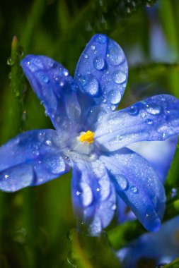 Güneşli bir günde çiçek açan mavi scilla luciliae çiçeklerine yakın çekim. İlk bahar soğanlı bitkileri. Bokeh efektli seçici odak.
