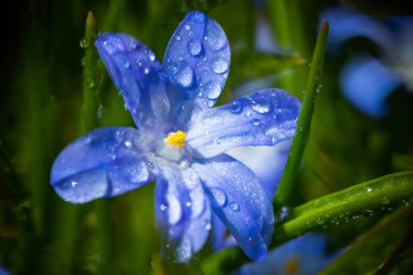 Güneşli bir günde çiçek açan mavi scilla luciliae çiçeklerine yakın çekim. İlk bahar soğanlı bitkileri. Bokeh efektli seçici odak.