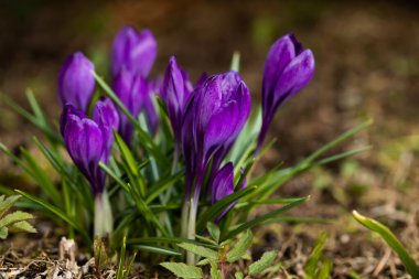 Bahar bahçesinde mor güzel timsahlar. Yumuşak seçici odak.