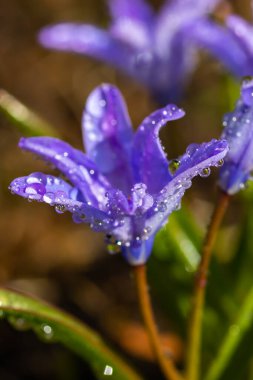 Güneşli bir günde çiçek açan mavi scilla luciliae çiçeklerine yakın çekim. İlk bahar soğanlı bitkileri. Bokeh efektli seçici odak.