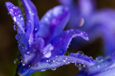 Güneşli bir günde çiçek açan mavi scilla luciliae çiçeklerine yakın çekim. İlk bahar soğanlı bitkileri. Bokeh efektli seçici odak.