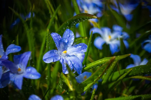 Closeup Blooming Blue Scilla Luciliae Flowers Raindrops Sunny Day First — Stock Photo, Image