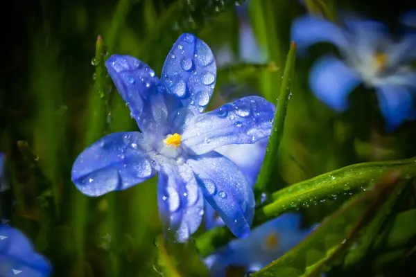 Close Flores Florescendo Azul Scilla Luciliae Com Gotas Chuva Dia — Fotografia de Stock