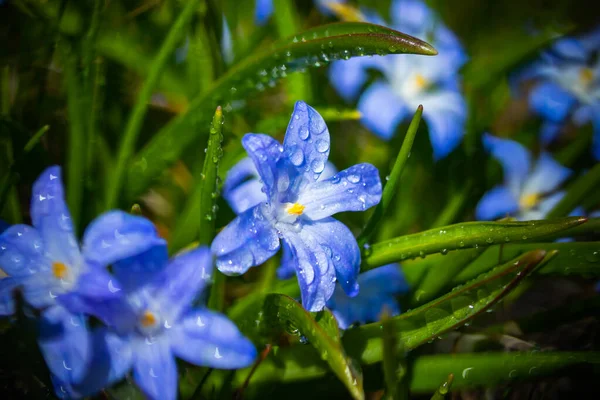 Close Flores Florescendo Azul Scilla Luciliae Com Gotas Chuva Dia — Fotografia de Stock