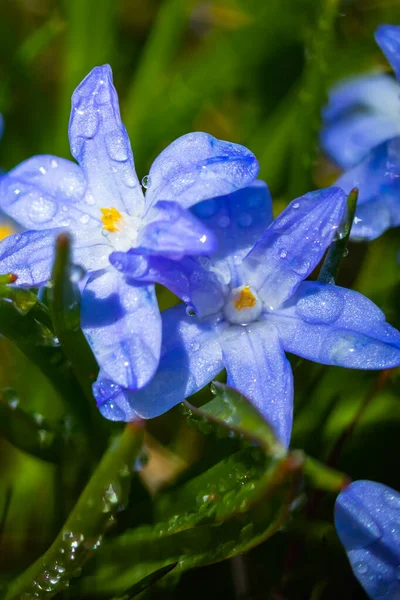 Close Flores Florescendo Azul Scilla Luciliae Com Gotas Chuva Dia — Fotografia de Stock