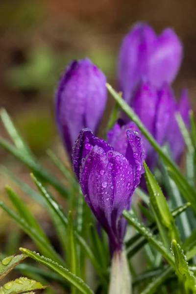 Violet Mooie Krokussen Met Regendruppels Vroege Voorjaarstuin Zachte Selectieve Focus — Stockfoto