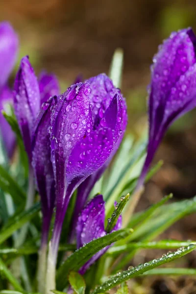 Violeta Hermosos Azafranes Con Gotas Lluvia Jardín Principios Primavera Enfoque — Foto de Stock