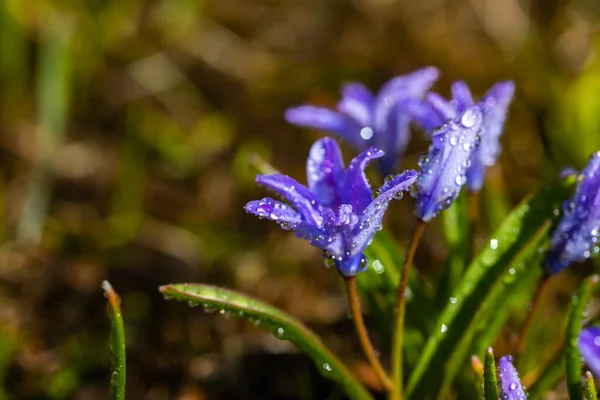 Close Van Bloeiende Blauwe Scilla Luciliae Bloemen Met Regendruppels Zonnige — Stockfoto