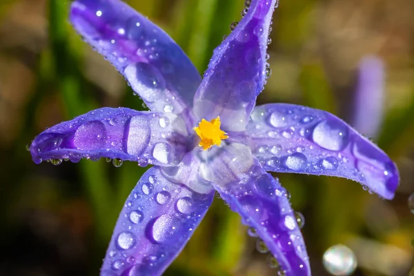 Close Flores Florescendo Azul Scilla Luciliae Com Gotas Chuva Dia — Fotografia de Stock