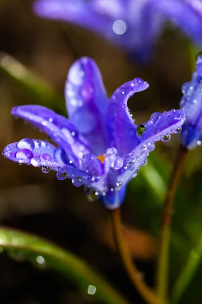 Closeup Blooming Blue Scilla Luciliae Flowers Raindrops Sunny Day First — Stock Photo, Image