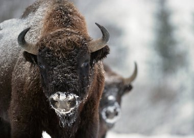 bizon kış günü kar