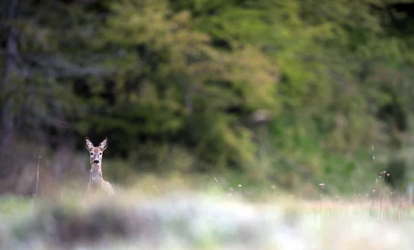 Fawn na grama — Fotografia de Stock